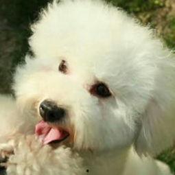 米小圈第三季最新爆料,新篇章，新冒险，揭秘校园风云